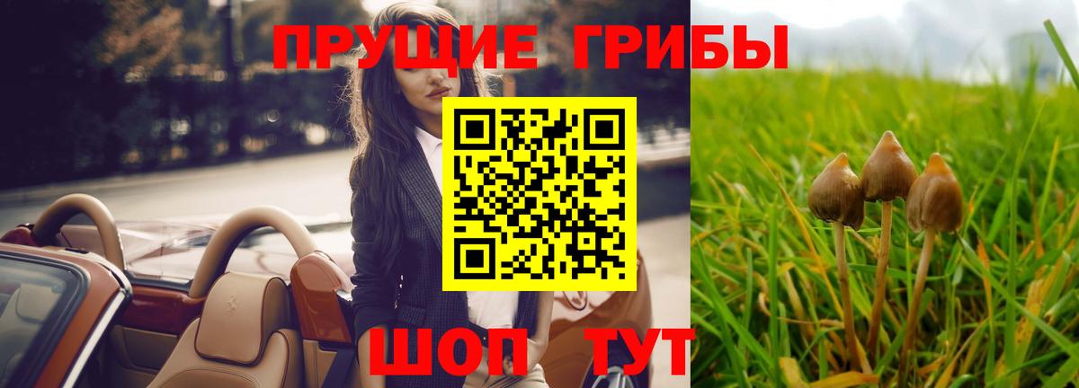 Галлюциногенные грибы Psilocybe Камышин
